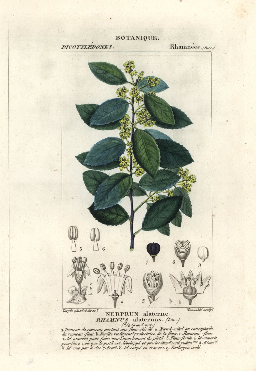 Alaterno mediterraneo, Rhamnus alaternus da Stanghi Stanghi