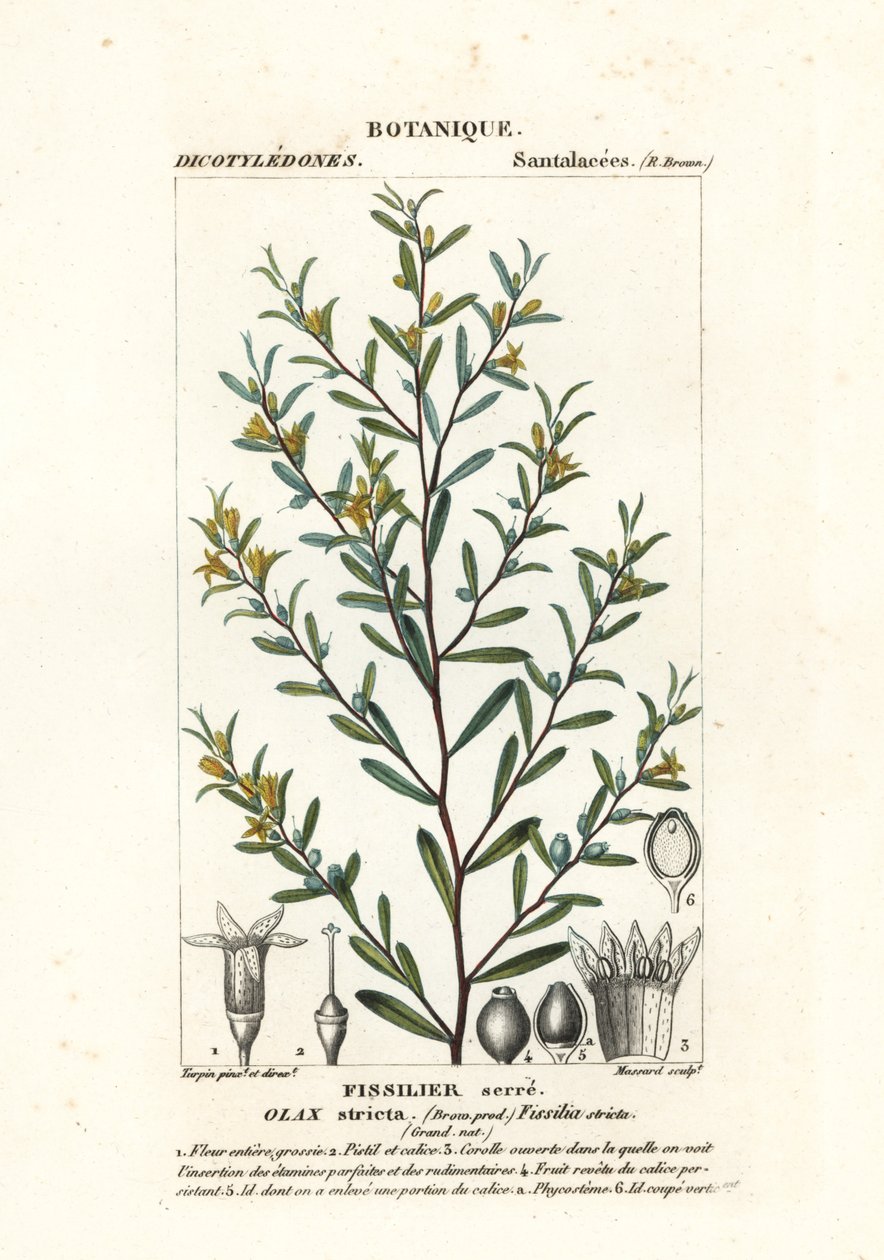 Olax stricta da Stanghi Stanghi