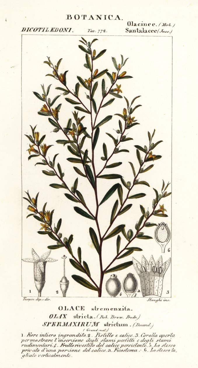 Olax stricta | Stanghi Stanghi | Stampa d'arte