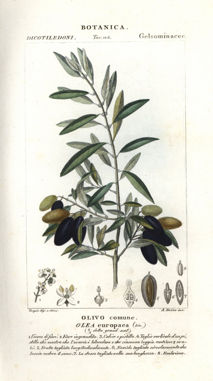 Ulivo, Olea europaea da Stanghi Stanghi