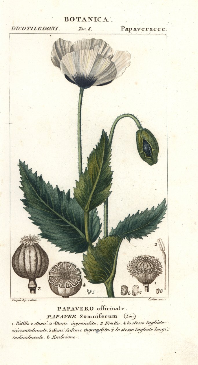 Papavero da oppio, Papaver somniferum, Papavero officinale da Stanghi Stanghi
