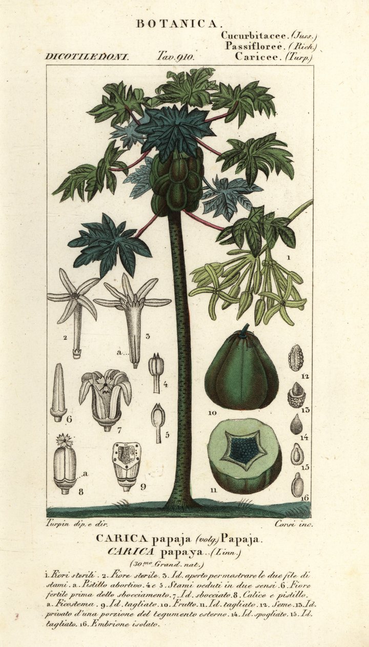 Papaya, albero e frutto di papaya da Stanghi Stanghi