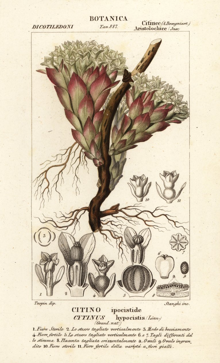 Pianta parassita, Cytinus hypocistis da Stanghi Stanghi