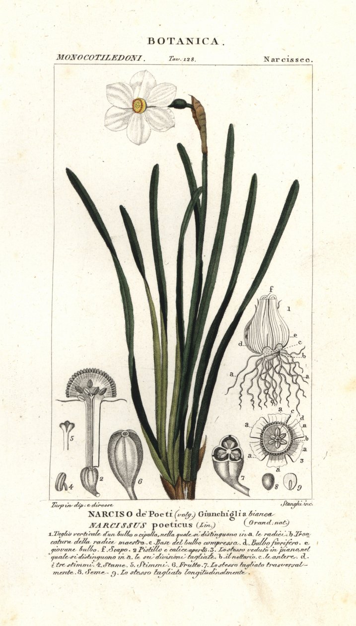 Narciso dei poeti, Narcissus poeticus da Stanghi Stanghi