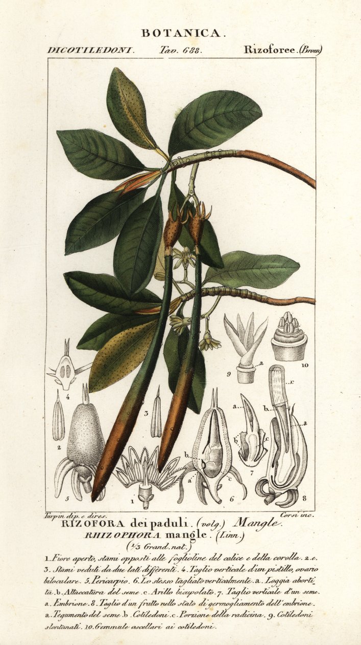 Mangrovia rossa, Rhozophora mangle da Stanghi Stanghi
