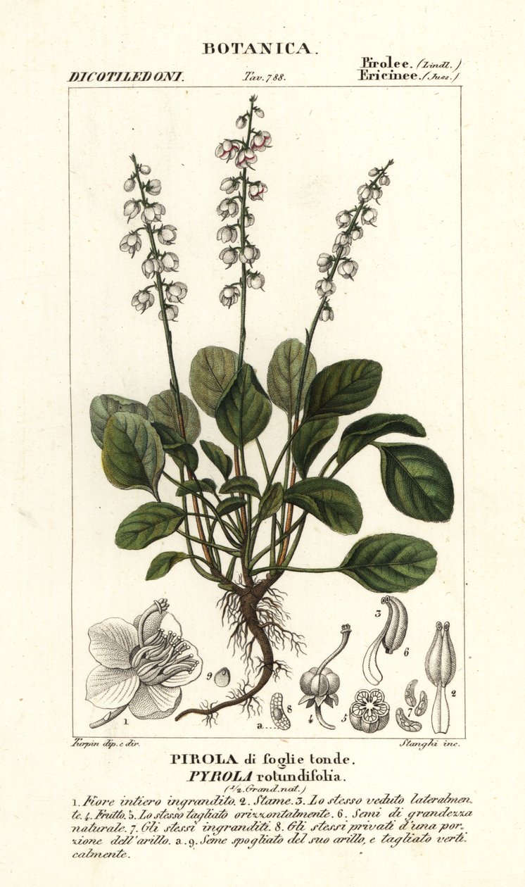 Pirole a foglie rotonde, Pyrola rotundifolia da Stanghi Stanghi