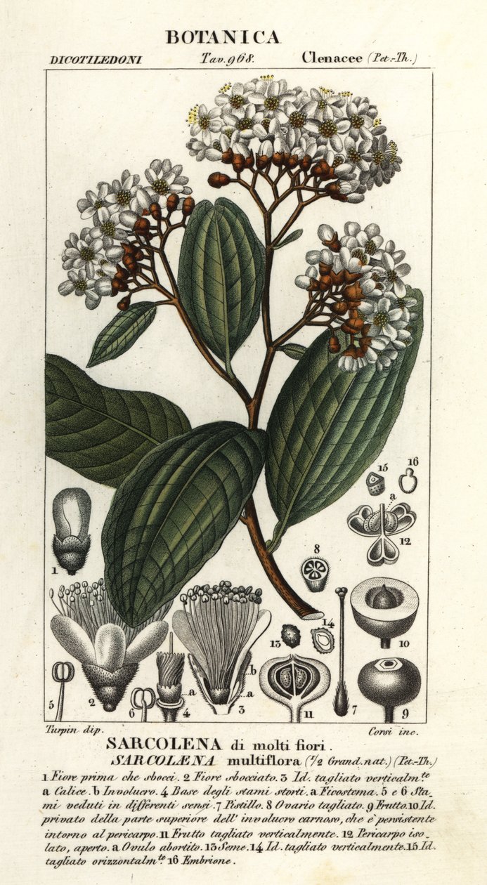 Sarcolaena multiflora da Stanghi Stanghi