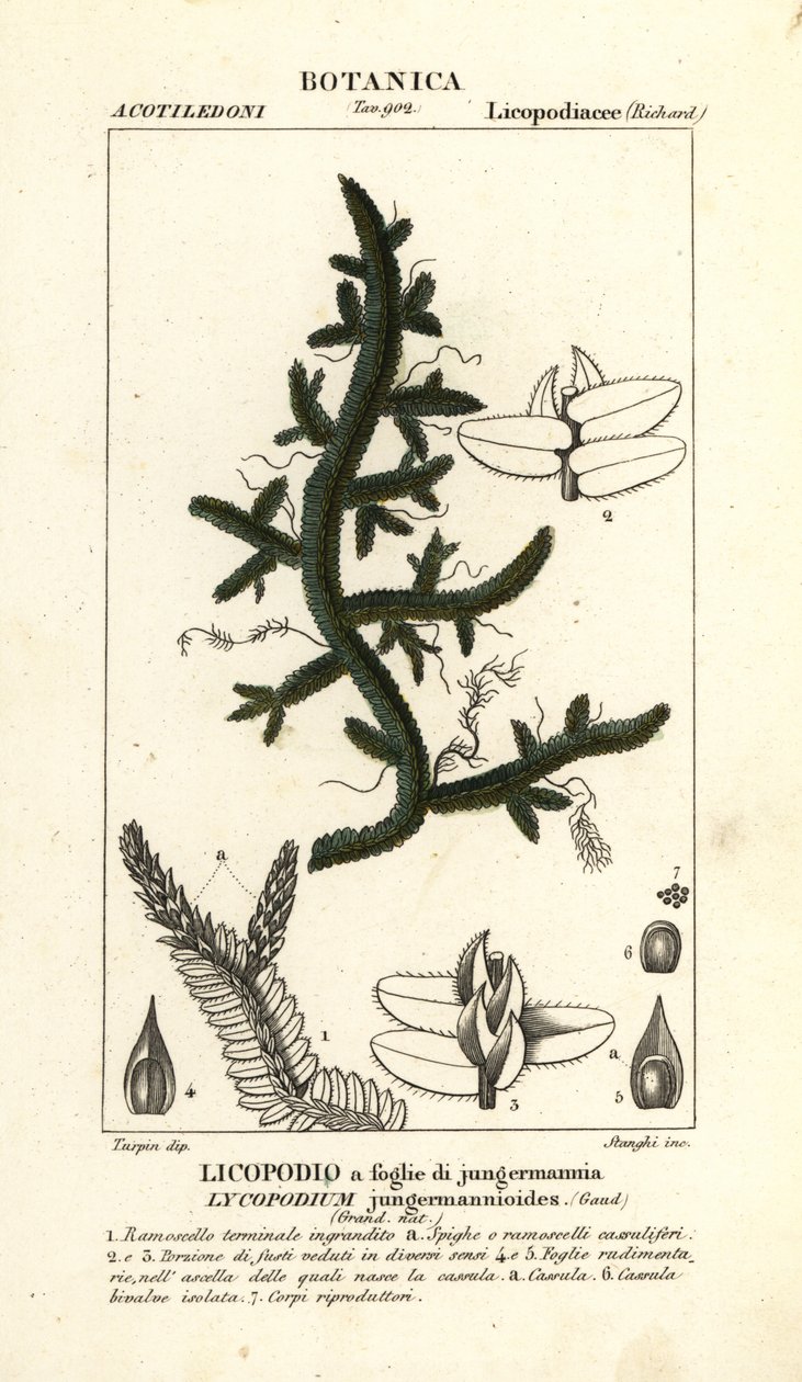 Felce Selaginella jungermannioides da Stanghi Stanghi