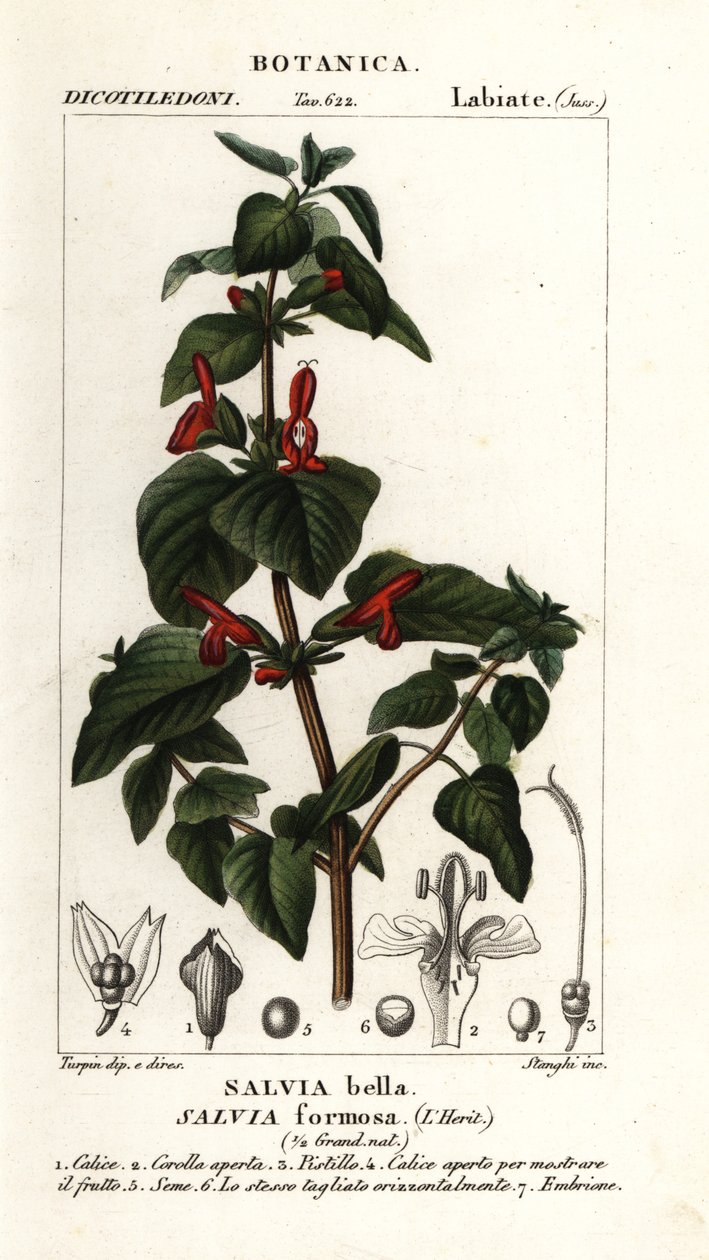 Salvia a foglie lucenti, Salvia formosa da Stanghi Stanghi