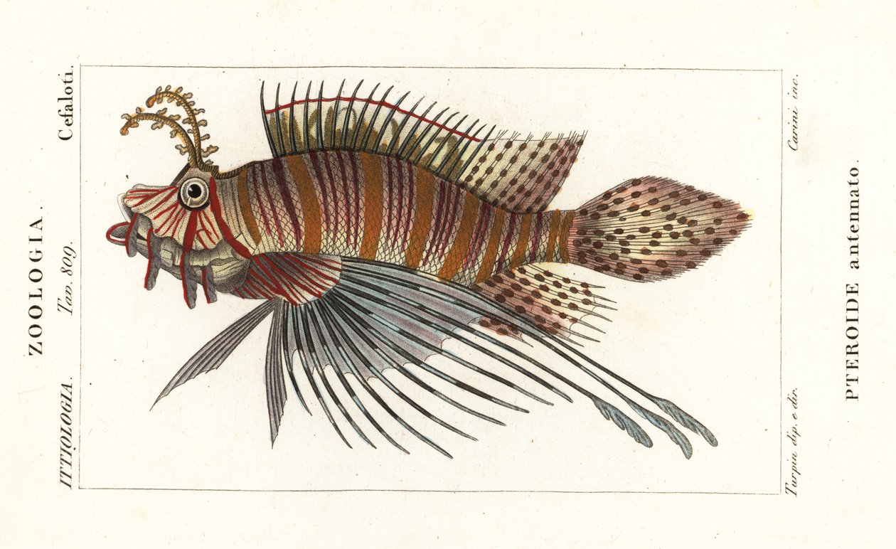 Pesce leone macchiato, Pterois antennata da Stanghi Stanghi