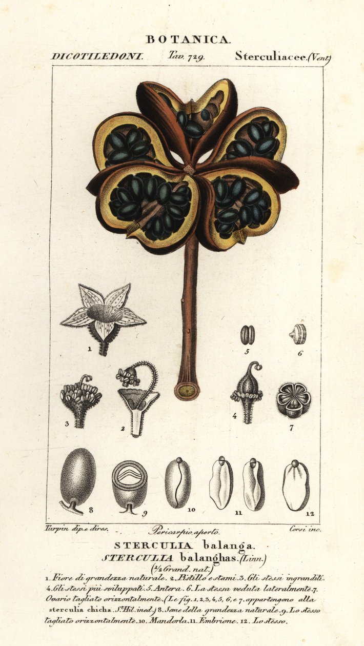 Castagno tropicale o albero nawa, Sterculia balanghas da Stanghi Stanghi