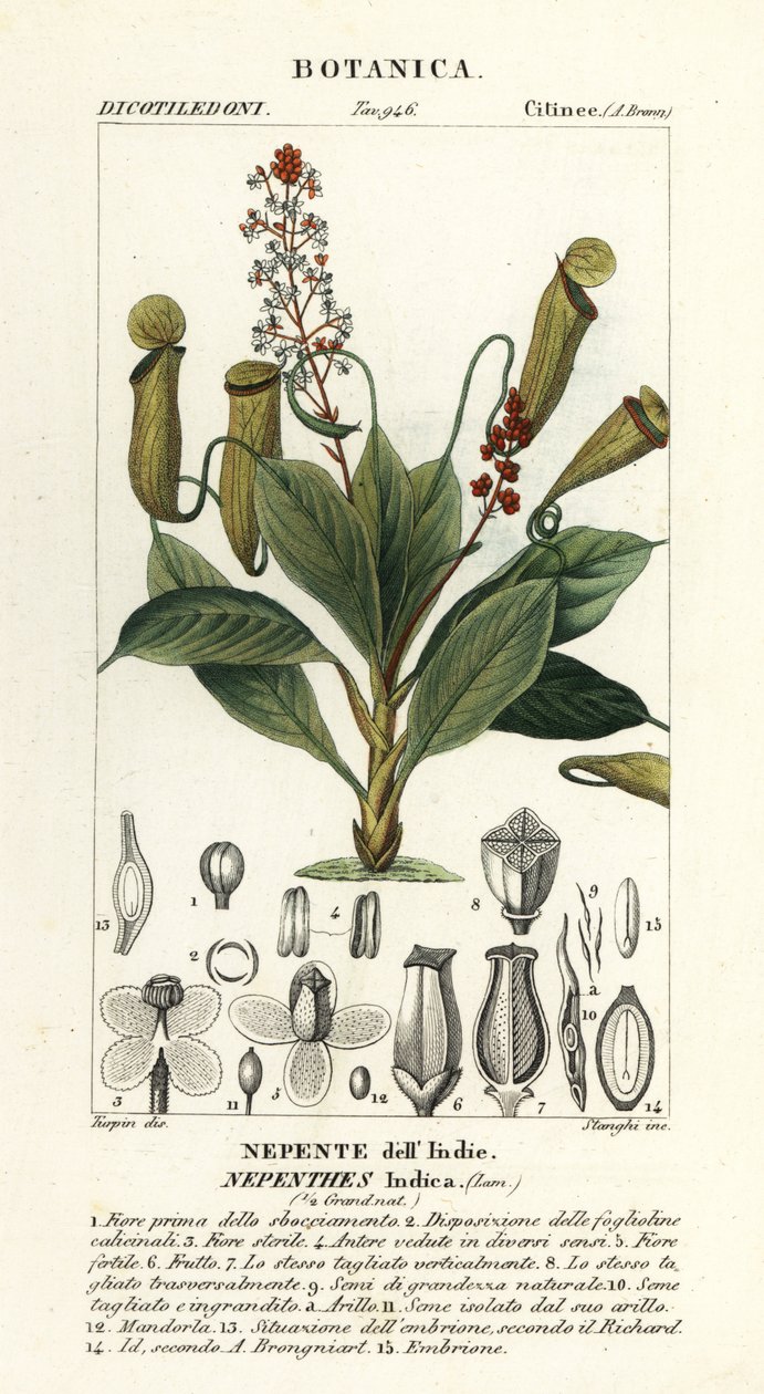 Pianta carnivora tropicale, Nepenthes distillatoria da Stanghi Stanghi