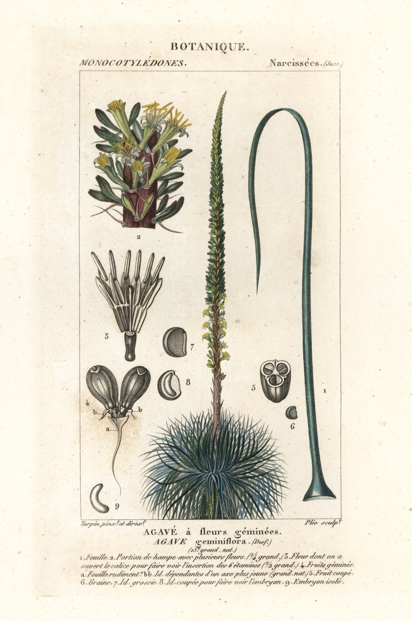 Agave a fiori gemelli, Agave geminiflora da Stanghi Stanghi