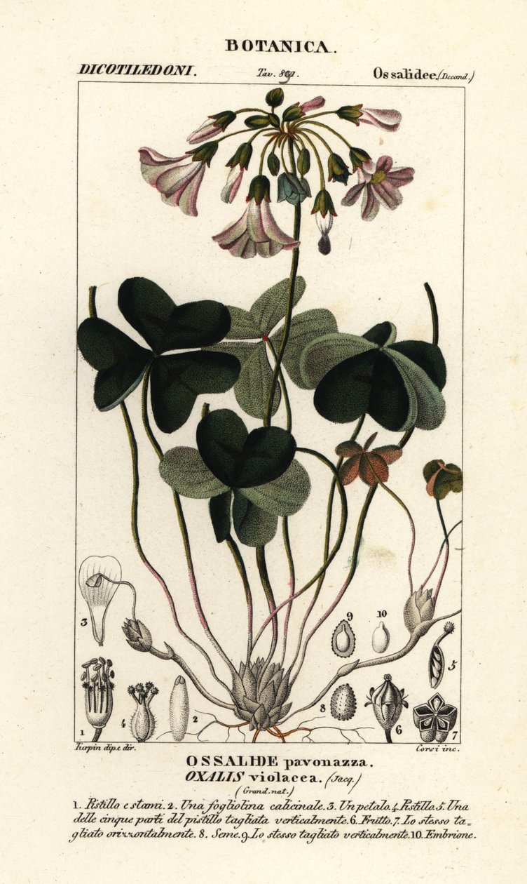 Acetosella violetta, Oxalis violacea da Stanghi Stanghi