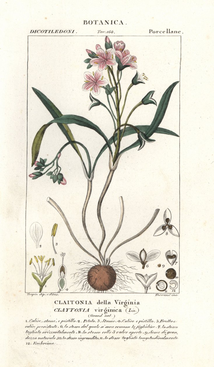 Claytonia virginica da Stanghi Stanghi