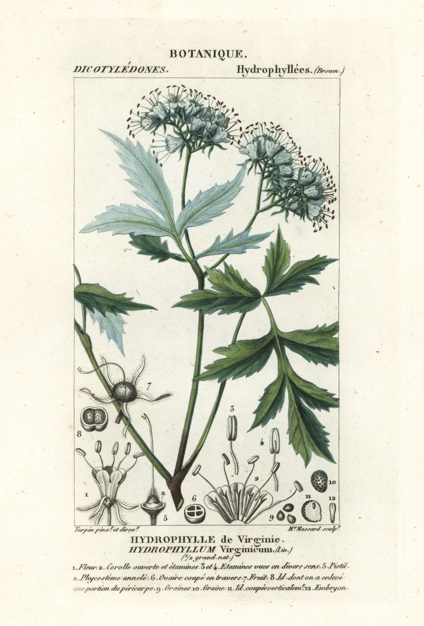 Hydrophyllum virginianum da Stanghi Stanghi