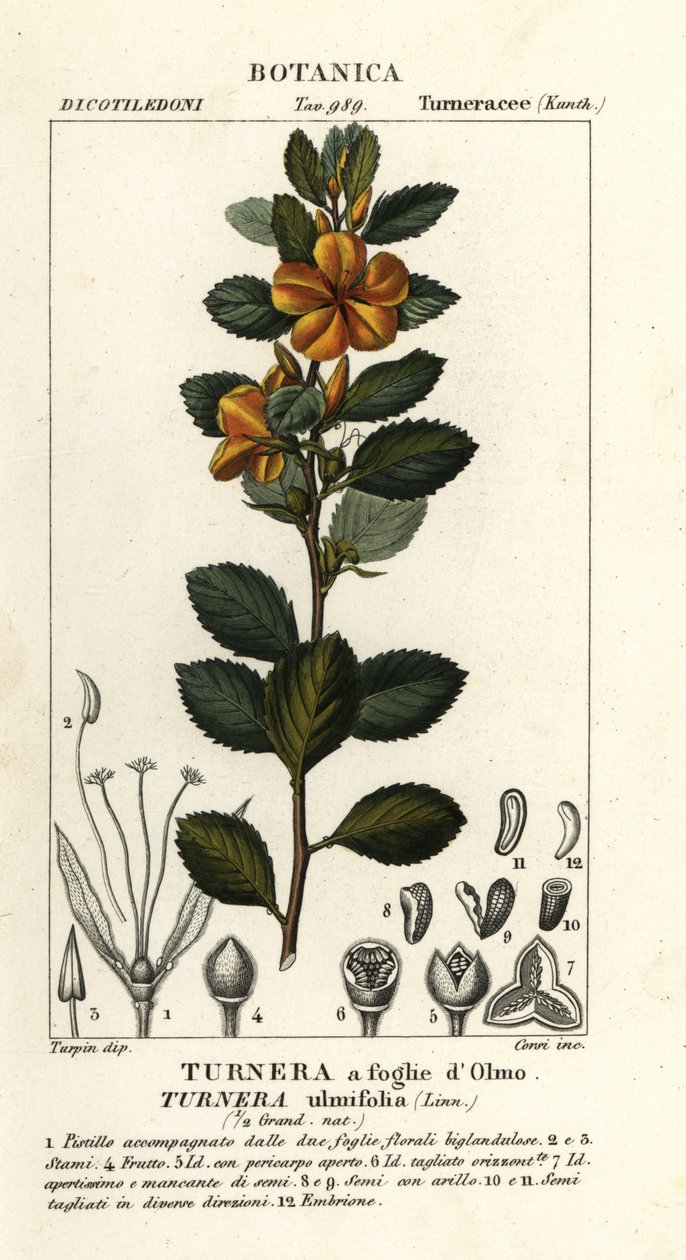 Altea gialla, Turnera ulmifolia da Stanghi Stanghi