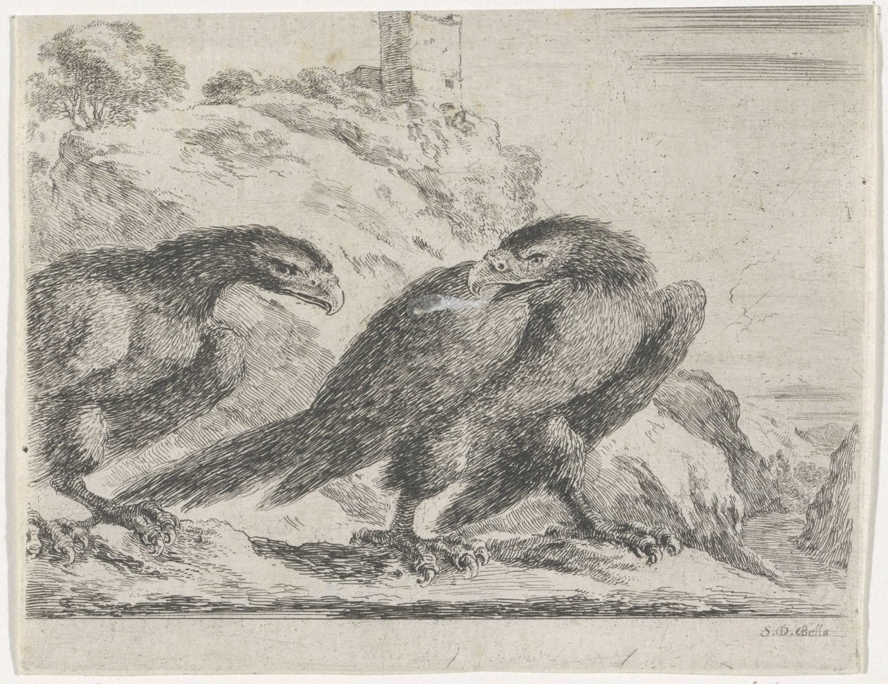 Aquila che cammina verso destra, guardando un