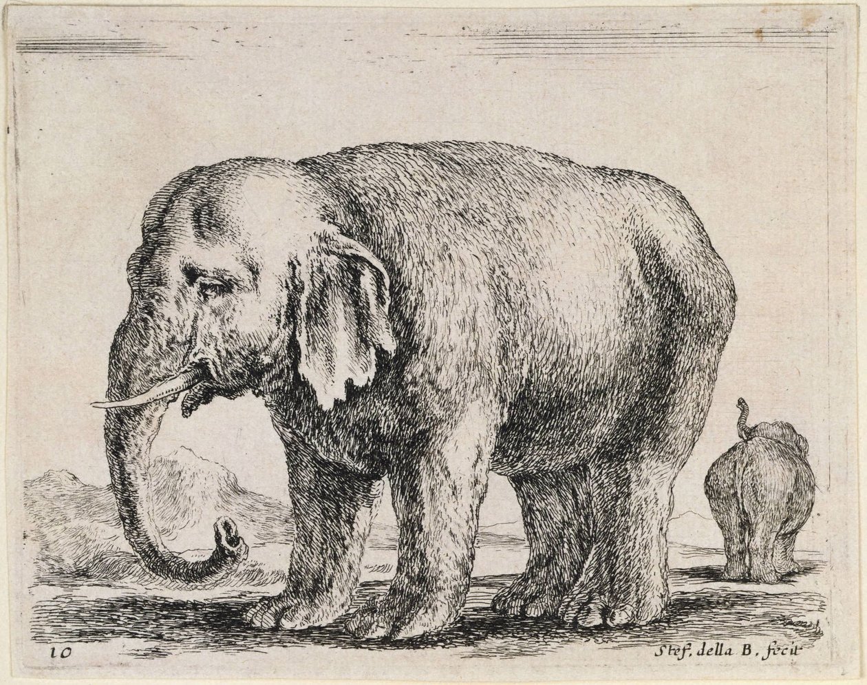 Elefante da Stefano della Bella