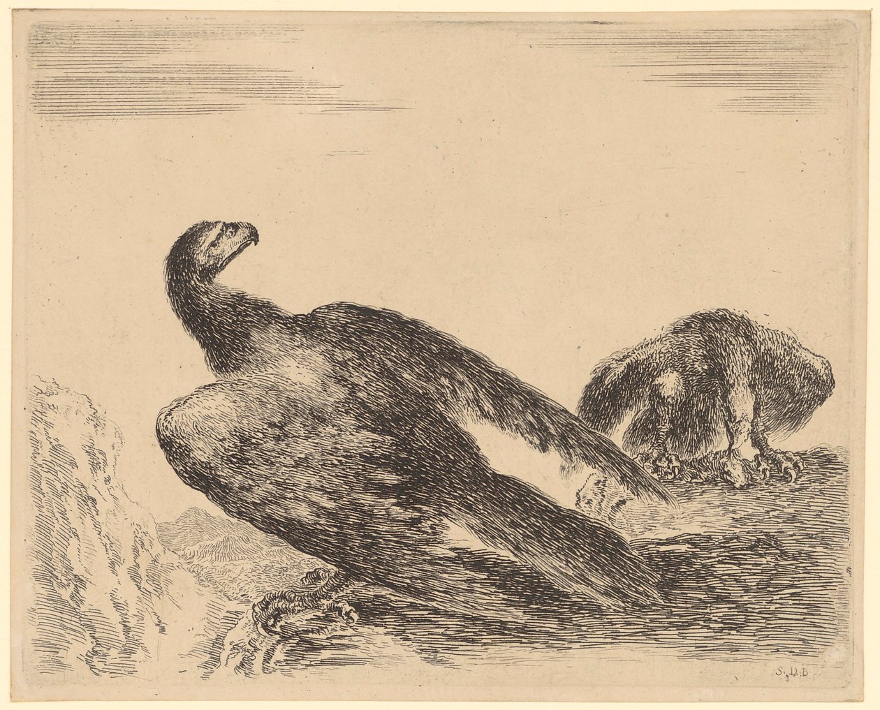 Aquila con le ali spiegate mentre si nutre, foglio 4 della serie "Aquila" da Stefano della Bella