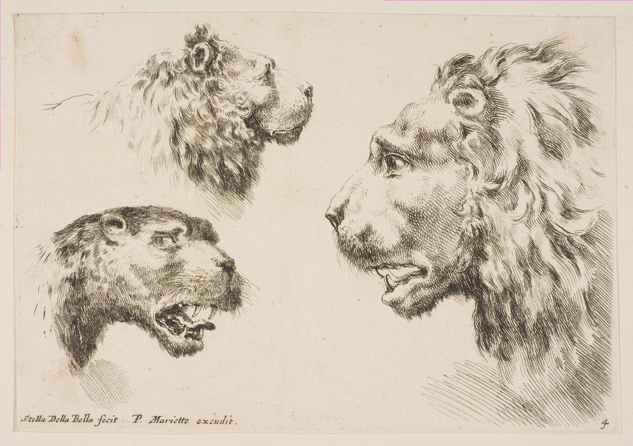 Teste di tre leoni, ca. 1641 da Stefano della Bella