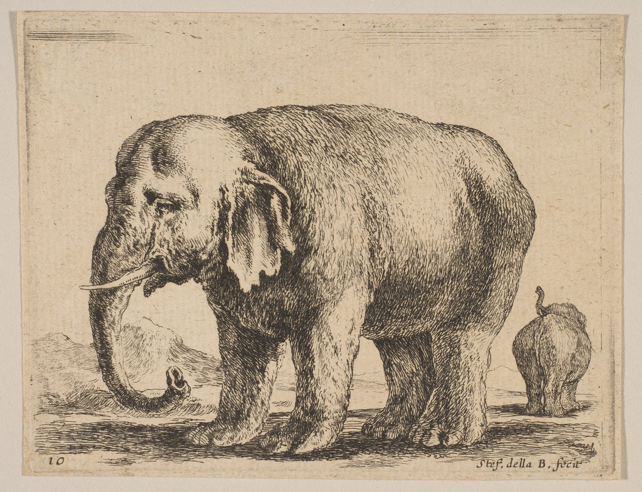 Elefante, da Diversi animali da Stefano della Bella