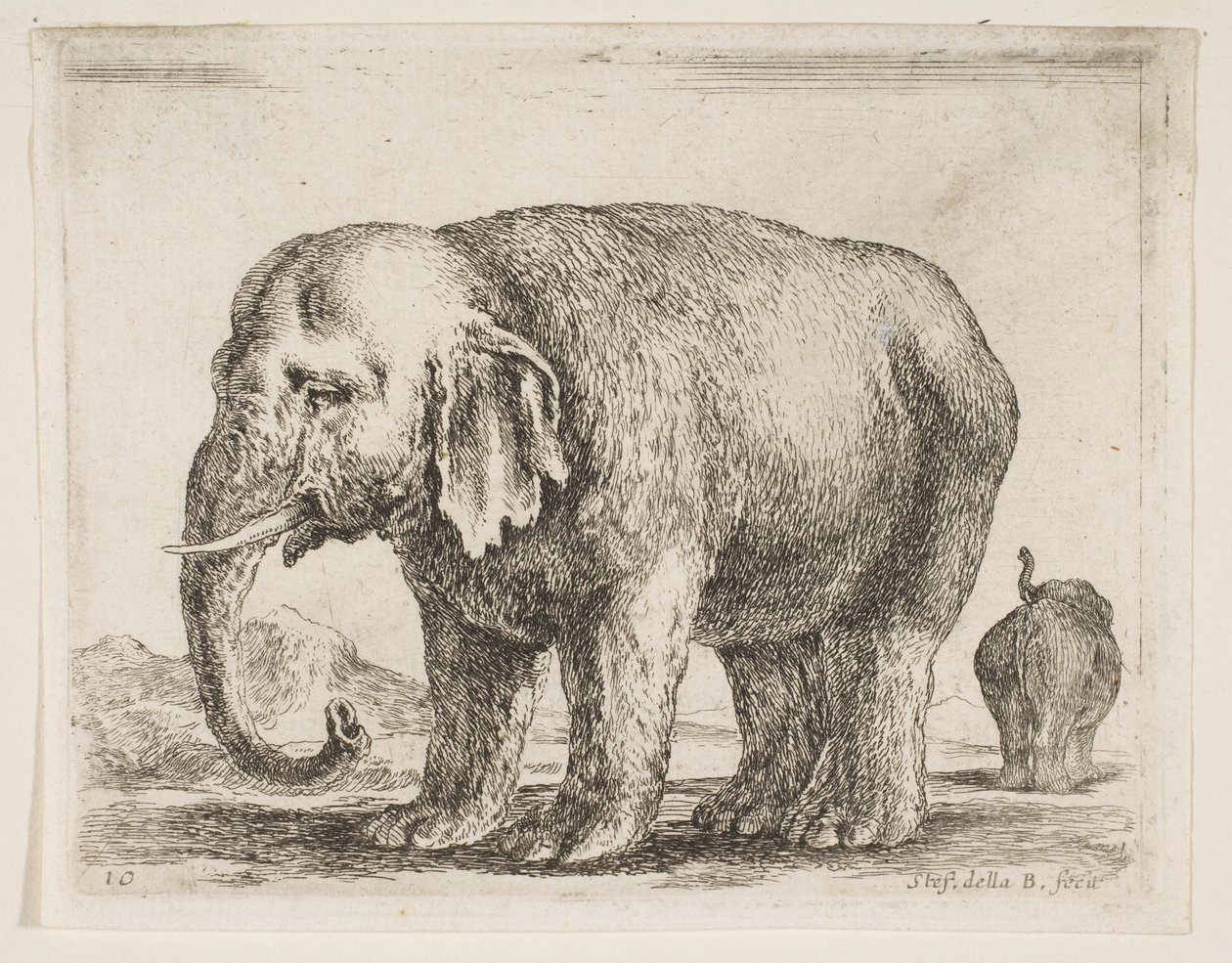 Tavola 10: elefante, da Vari animali Diversi animali, ca. 1641 da Stefano della Bella