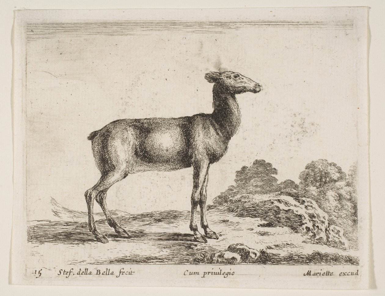 Tavola 15: cerva, da Vari animali Diversi animali, ca. 1641 da Stefano della Bella