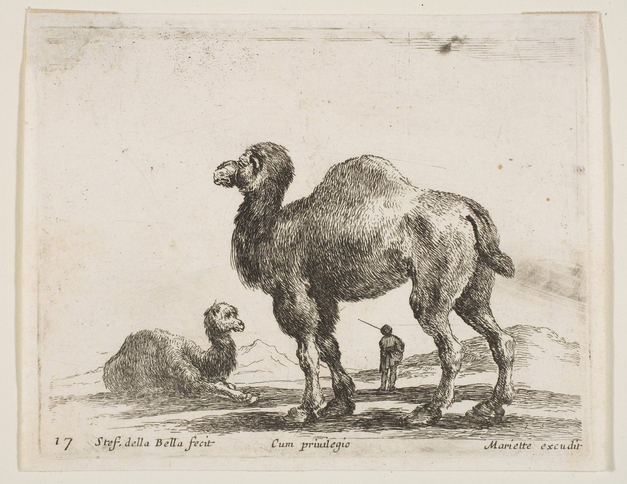Tavola 17: cammelli, da Vari animali da Stefano della Bella