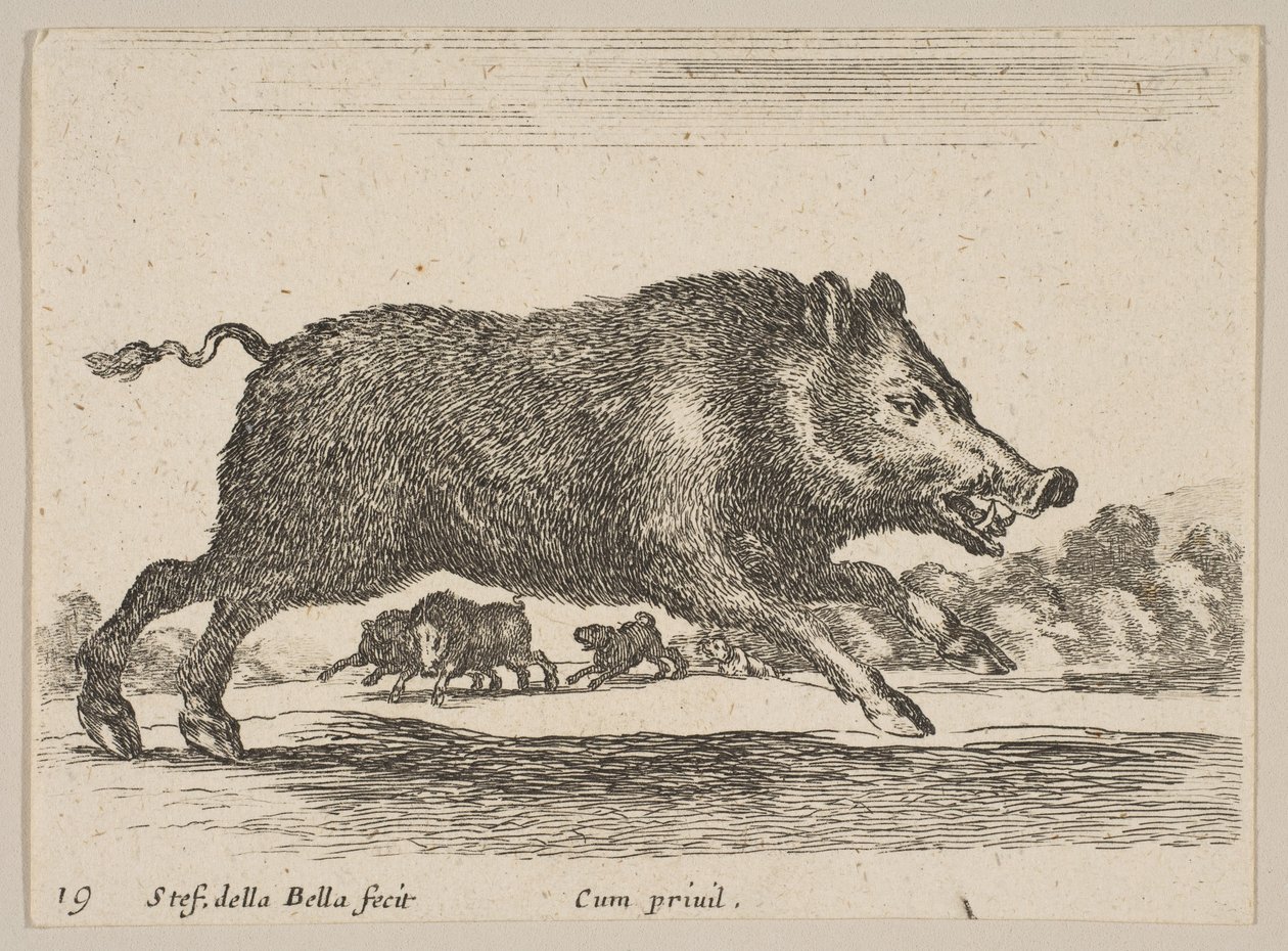 Piatto 19: cinghiale, da Vari animali da Stefano della Bella
