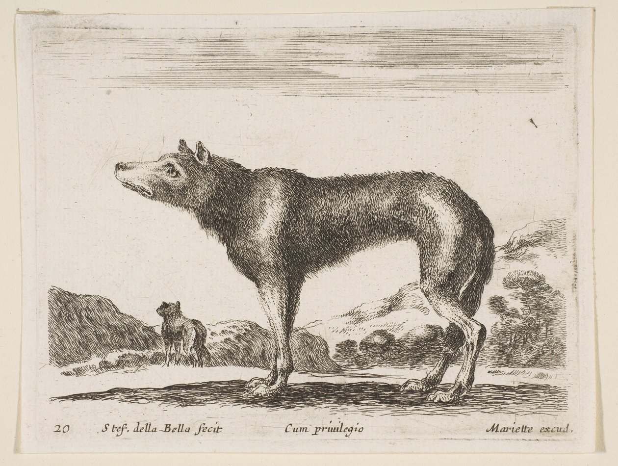 Tavola 20: lupo, da Diversi animali da Stefano della Bella