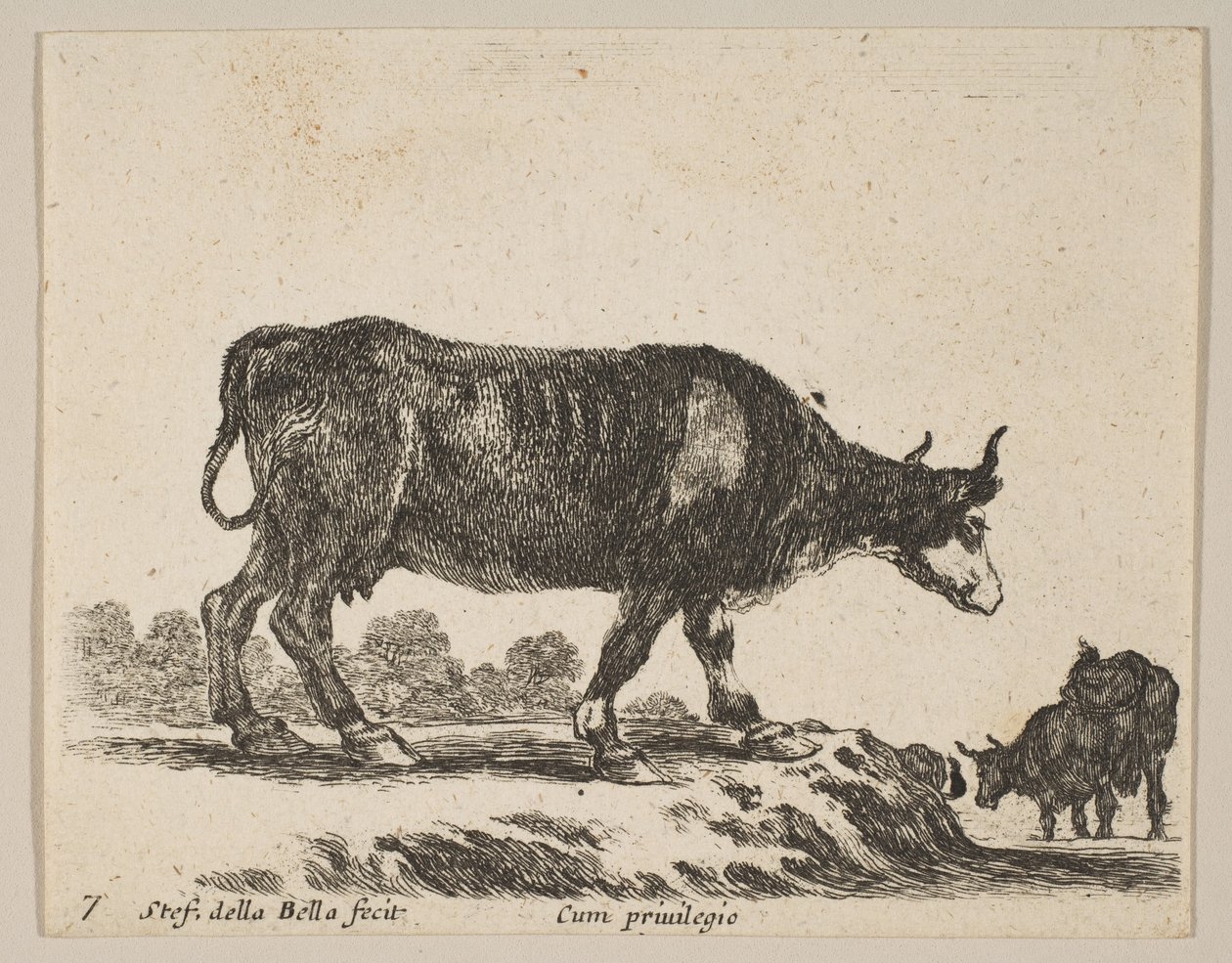 Mucca da Stefano della Bella