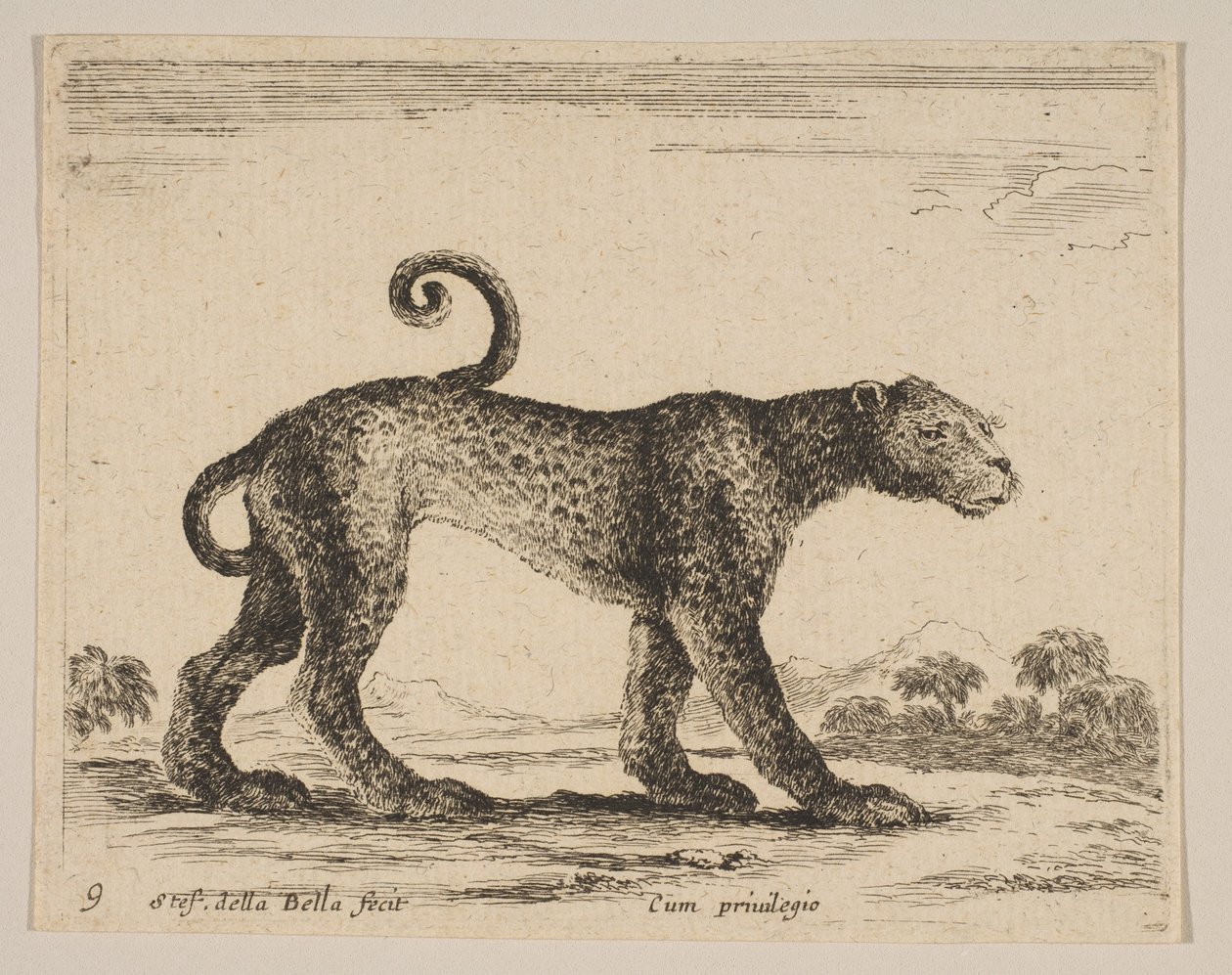 Tavola 9: leopardo, da Vari animali Diversi animali, ca. 1641 da Stefano della Bella