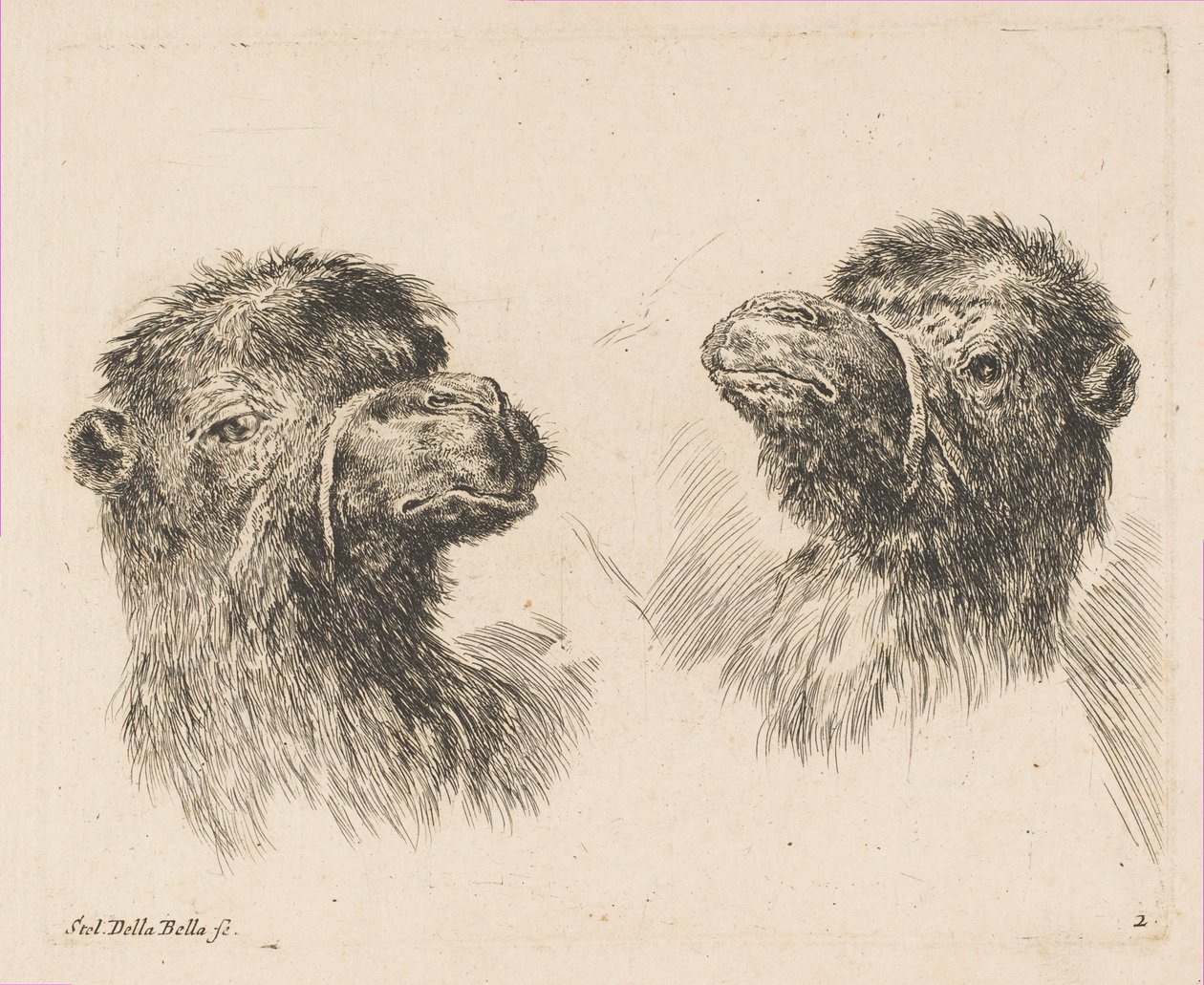 Due teste di cammello, ca. 1641 da Stefano della Bella