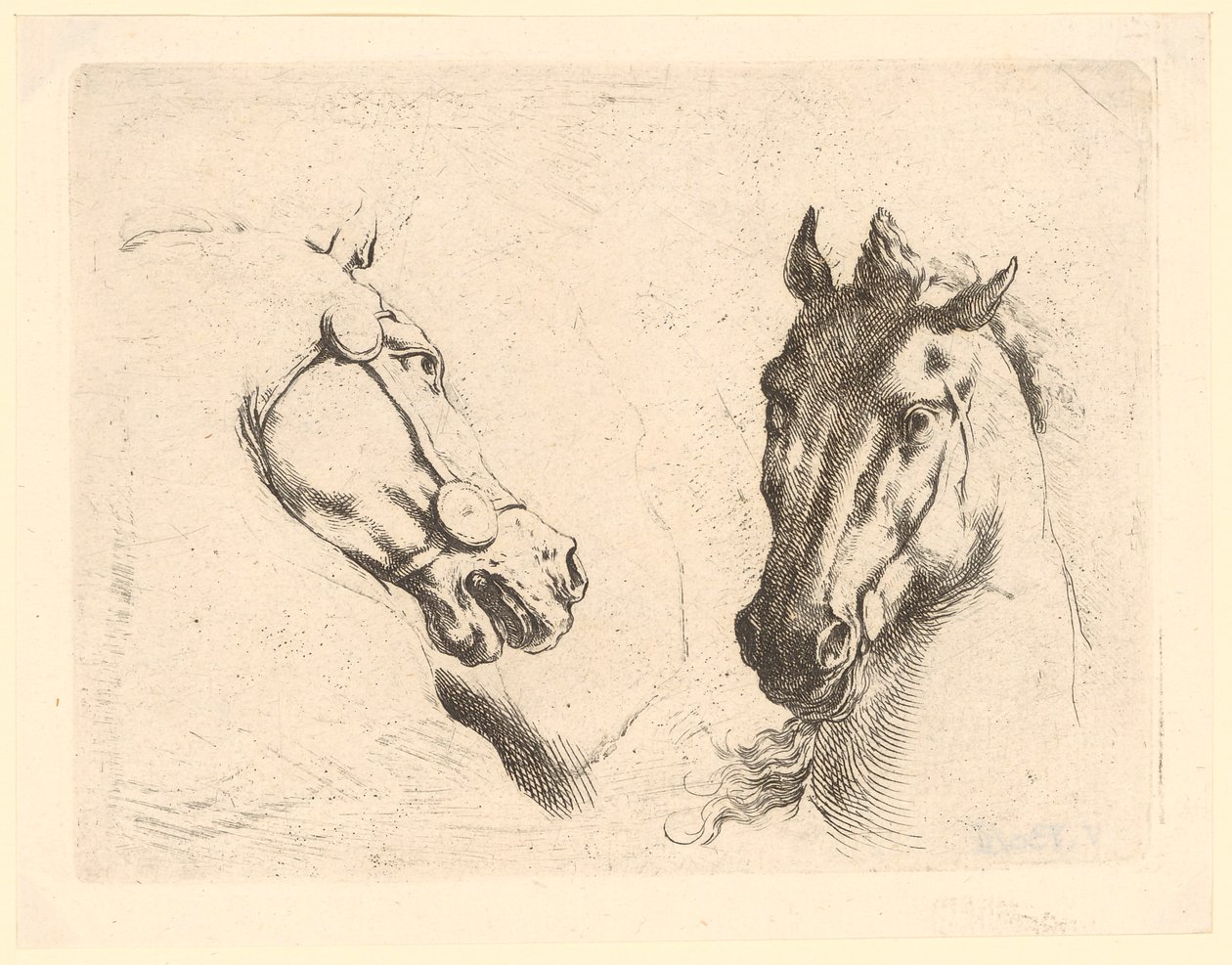 Due teste di cavallo, tavola 1 della serie «Varie teste di animali» da Stefano della Bella