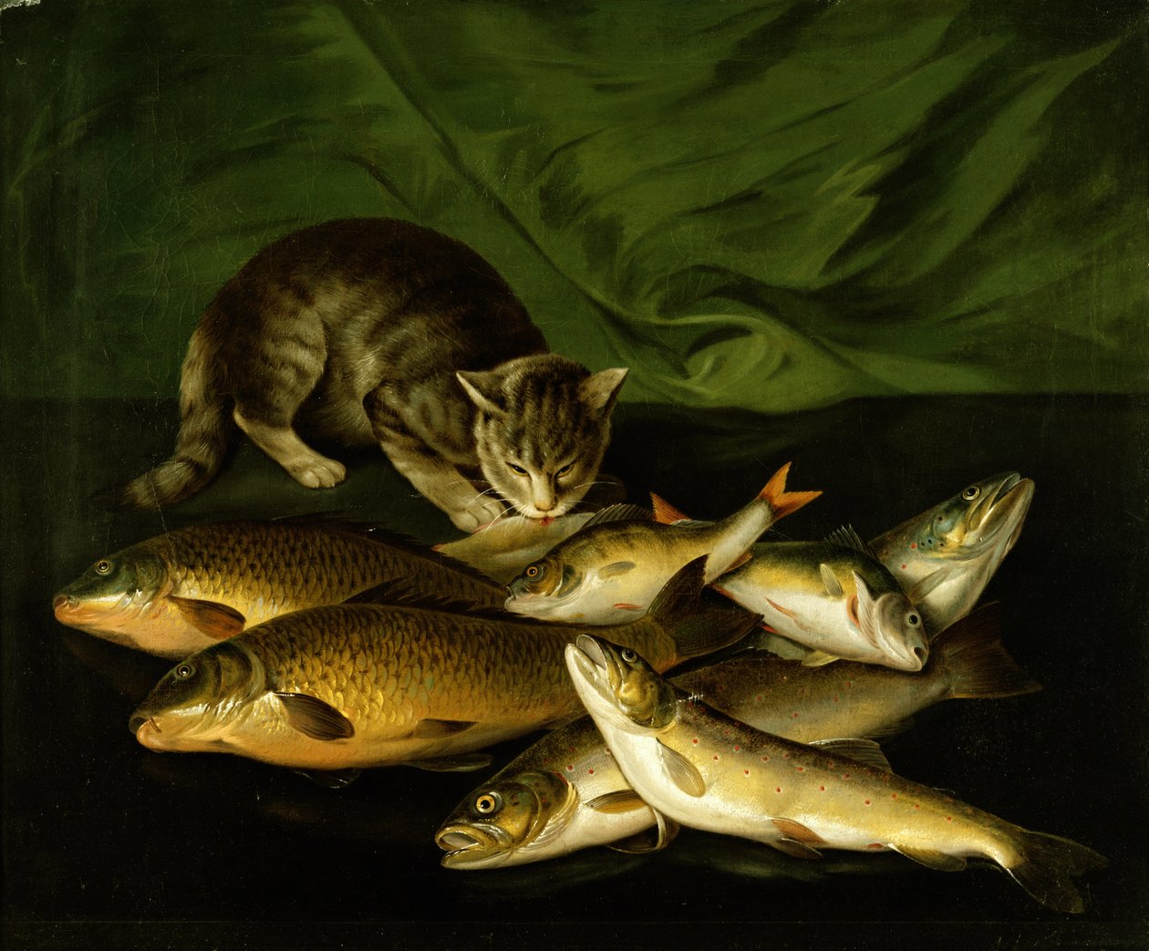 Un gatto con trota, persico e carpa su una mensola da Stephen Elmer