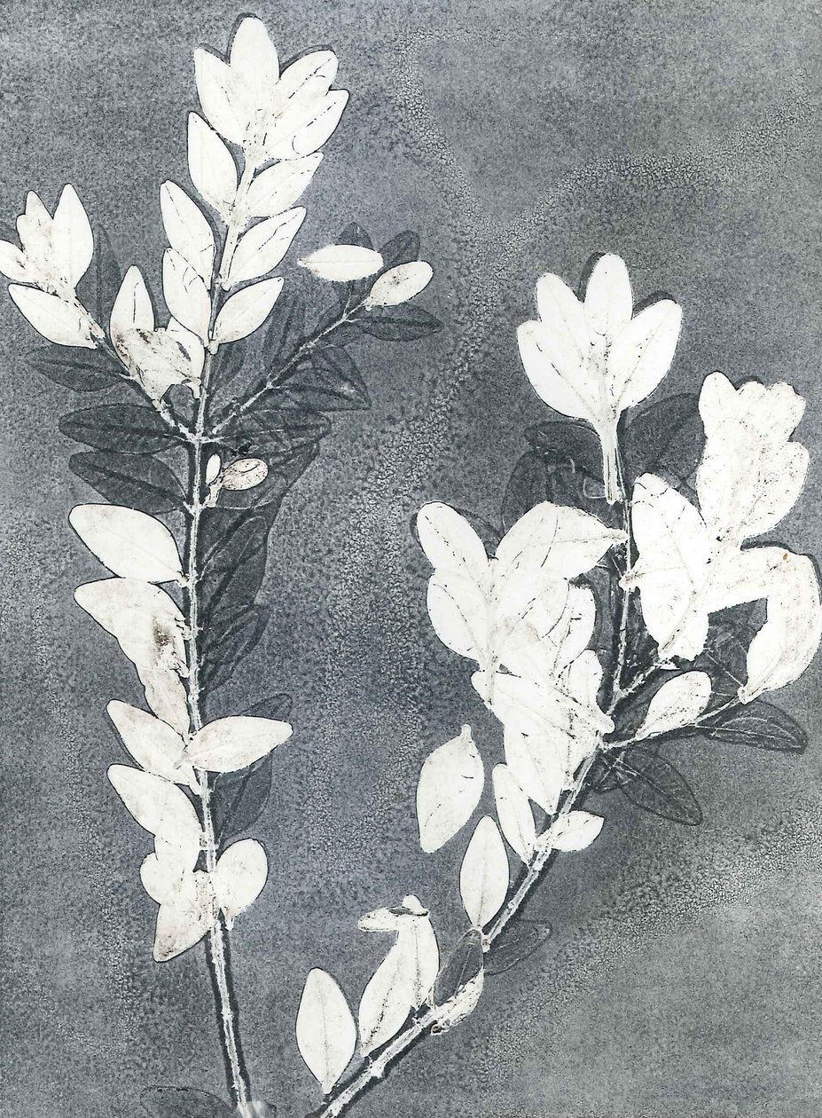 Giardino di mezzanotte III, 2015 (monostampa su carta) da Stephen Dow
