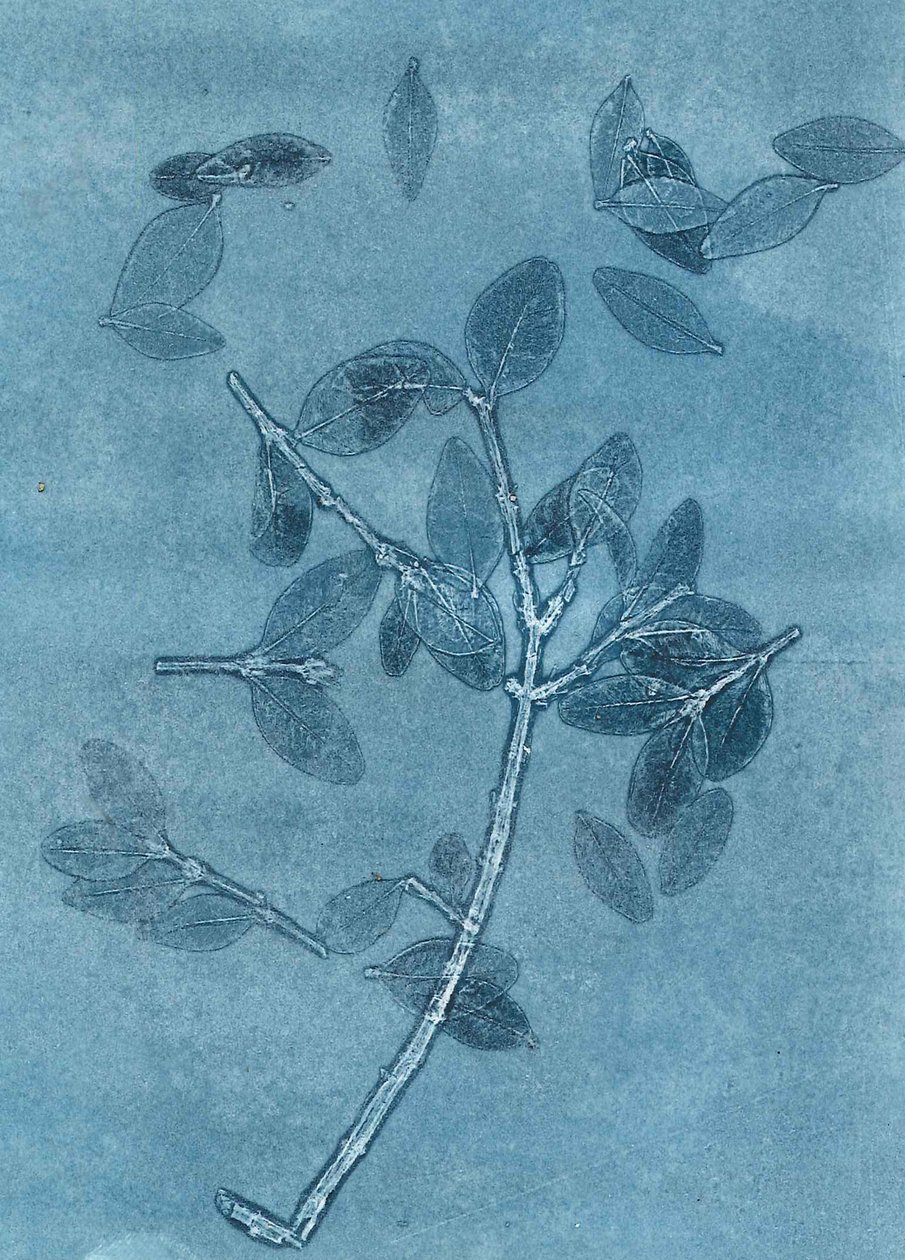 Giardino di mezzanotte I, 2015 (monostampa su carta) da Stephen Dow