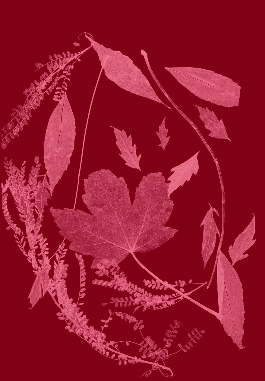 Fogliame rosso, 2017 (digitale) da Stephen Dow