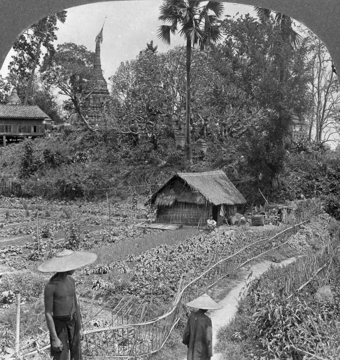 Un orto tra le pagode, Bhamo, Birmania, 1908 da Stereo Travel Co