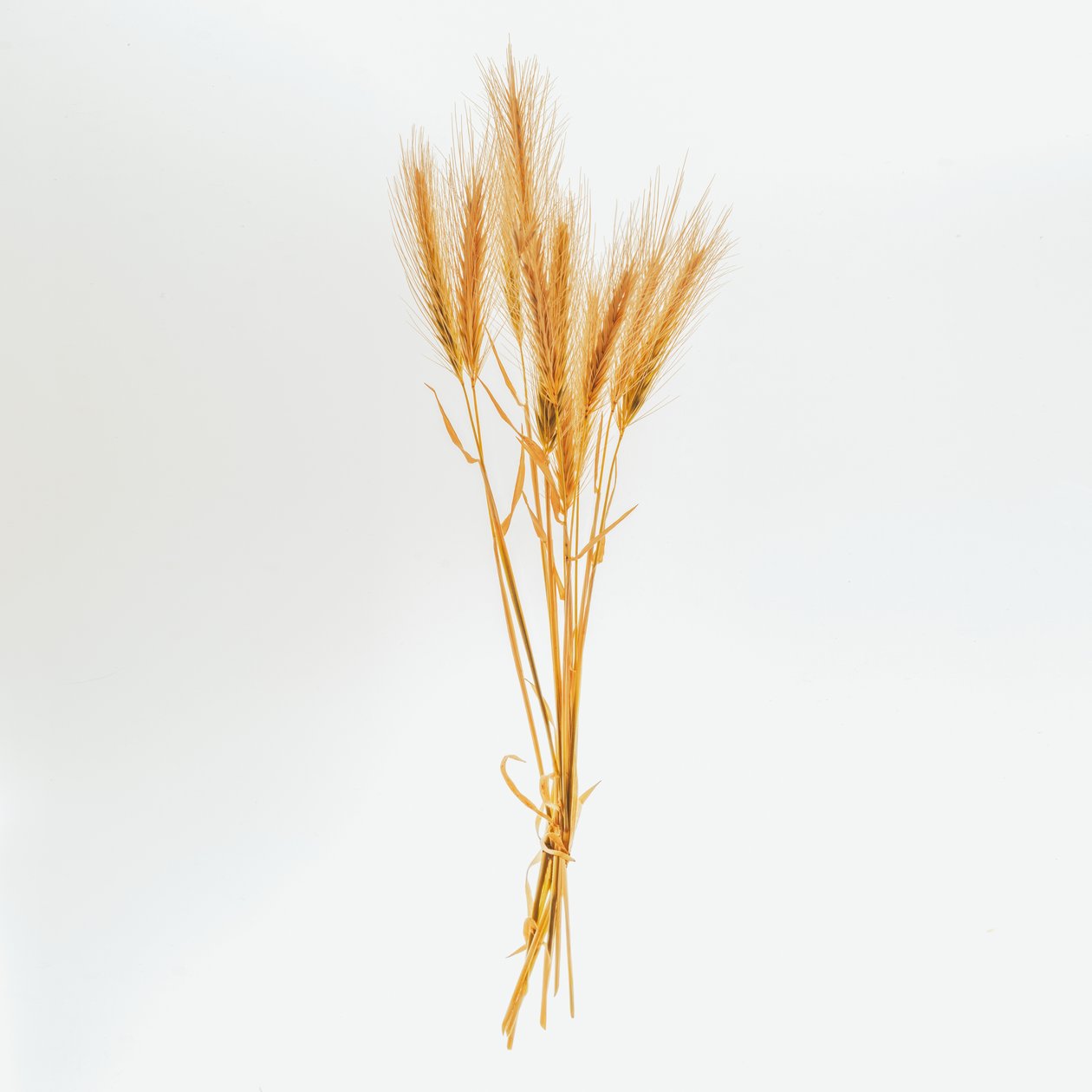 Orzo n. 01, 2020 da Steve Gallagher