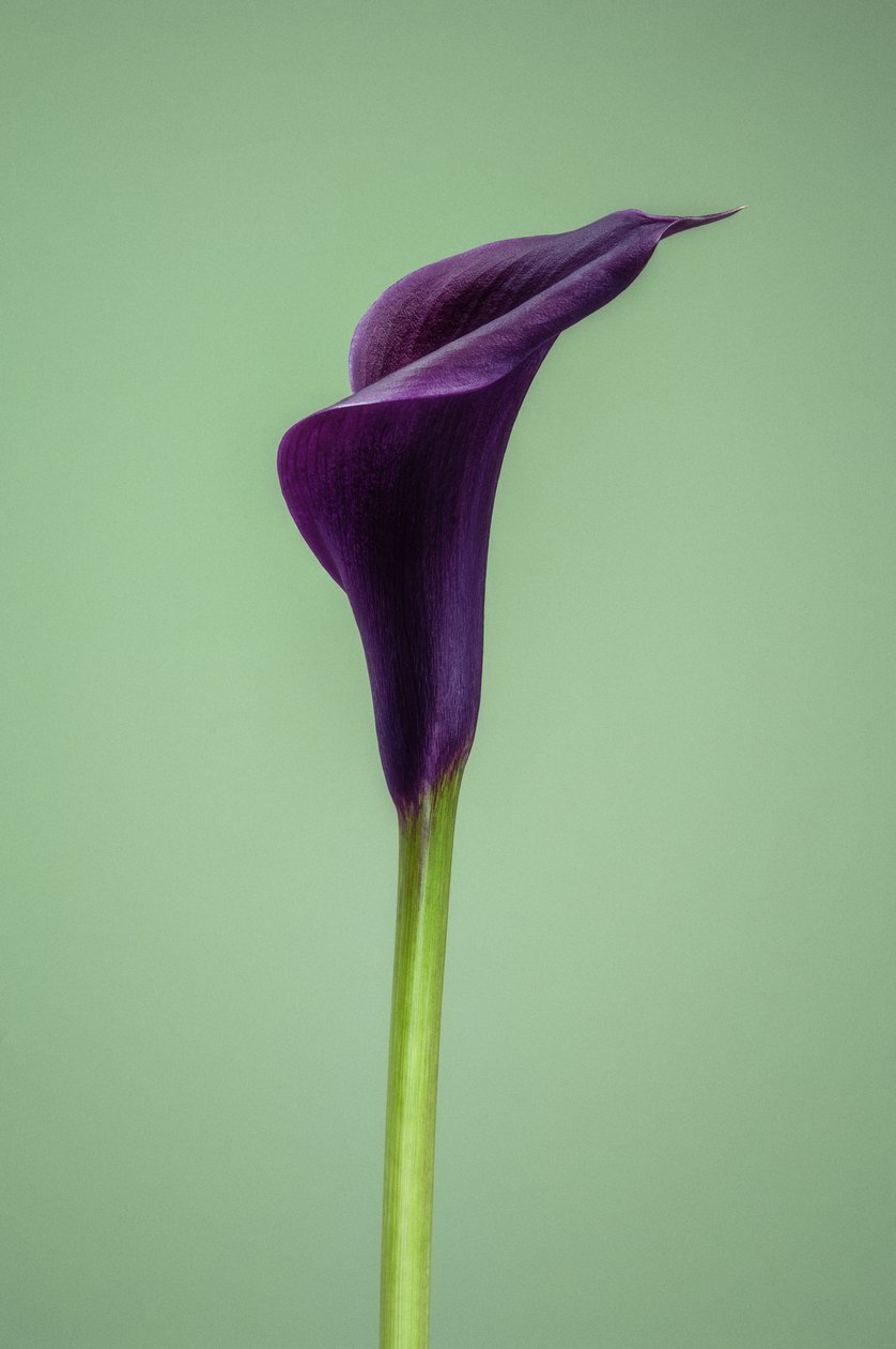 Singola Calla Lily viola, 2021 da Steve Gallagher