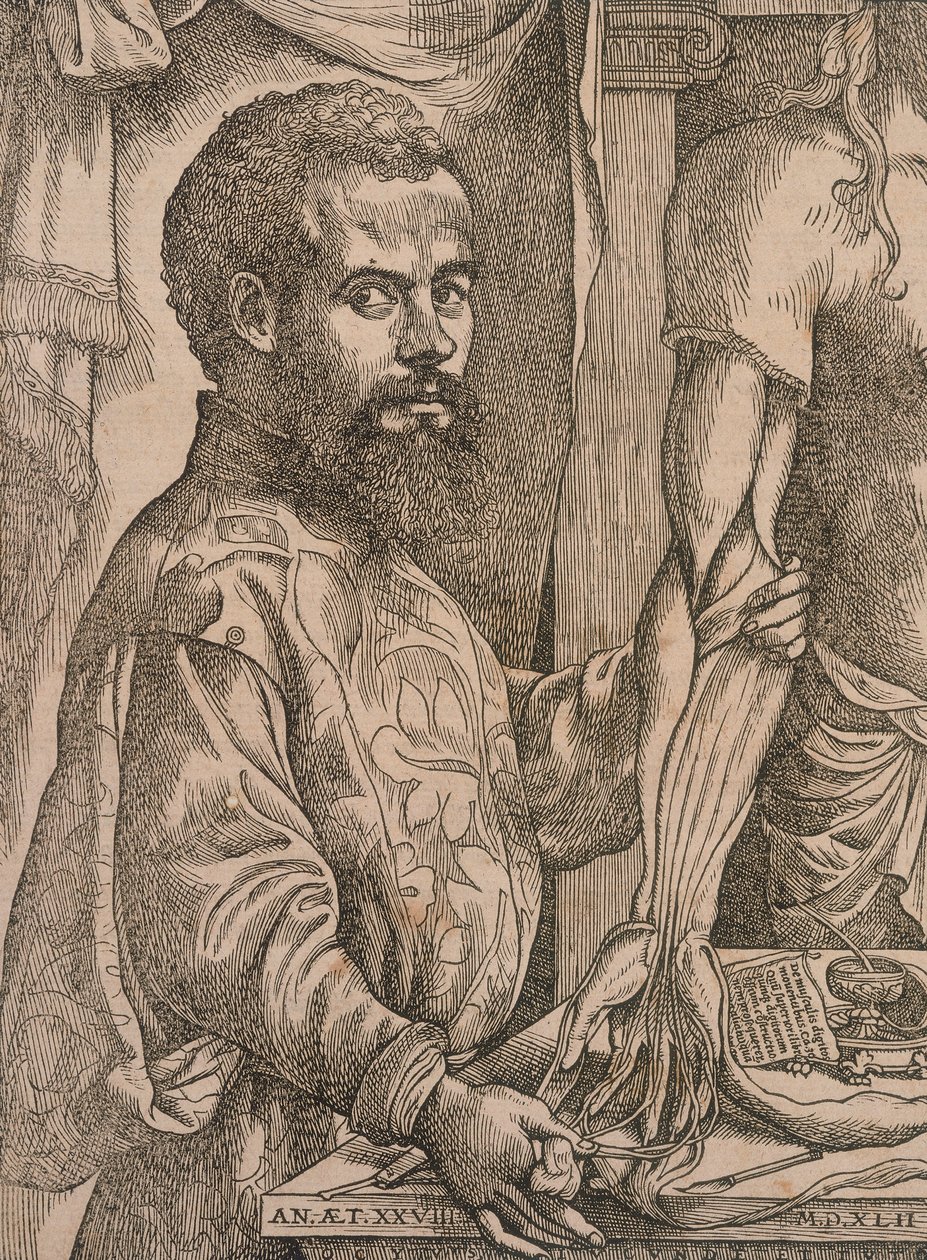 Andreas Vesalius che disseziona i muscoli dell