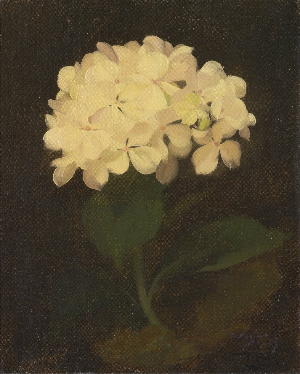 Ortensia bianca da James Stuart Park
