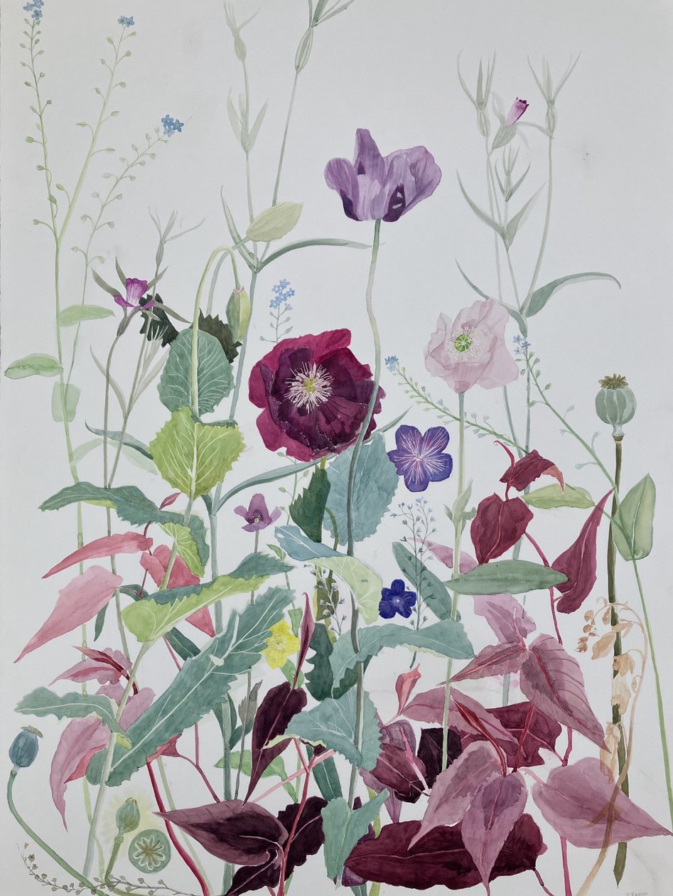 Fiori di giardino, giugno 2025 (acquerello su carta) da Suzy Fasht