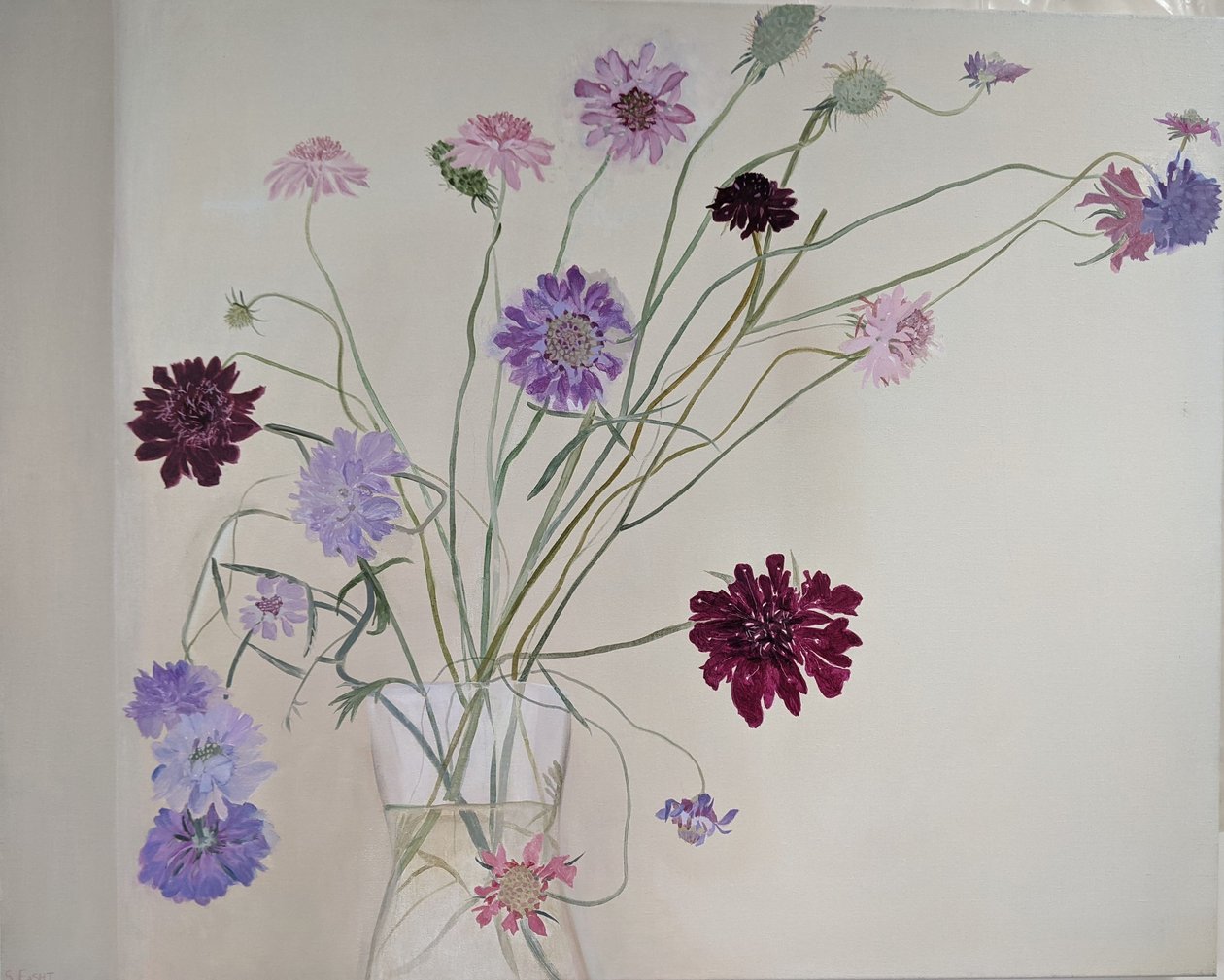 Scabiosa gloriosa, 2021 (olio su tela) da Suzy Fasht