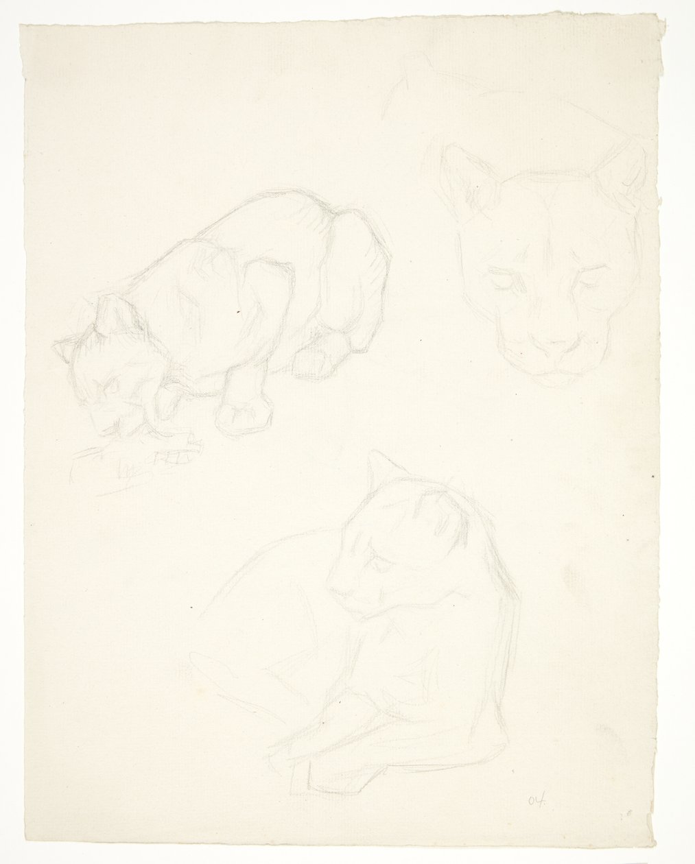 Tre studi di un cucciolo di leone da Svend Rathsack