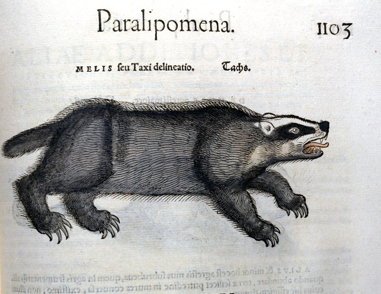 Tasso, illustrazione da 