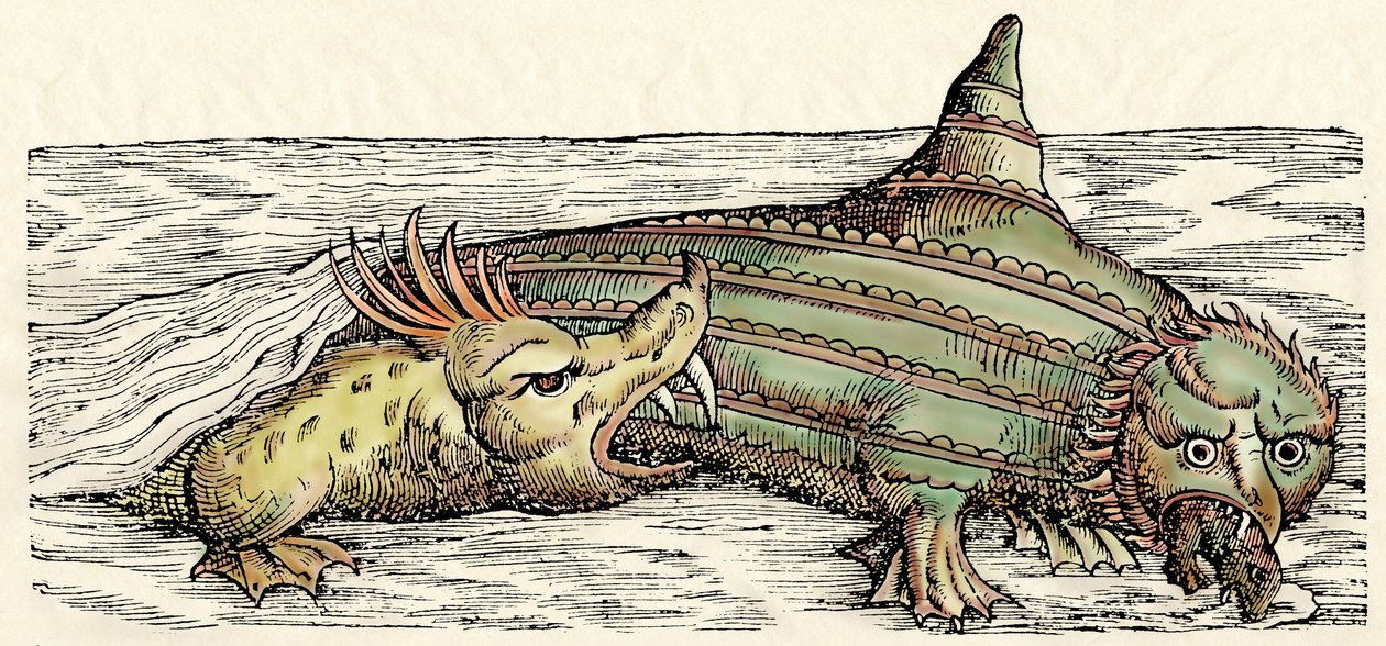 Creature marine, illustrazione da 