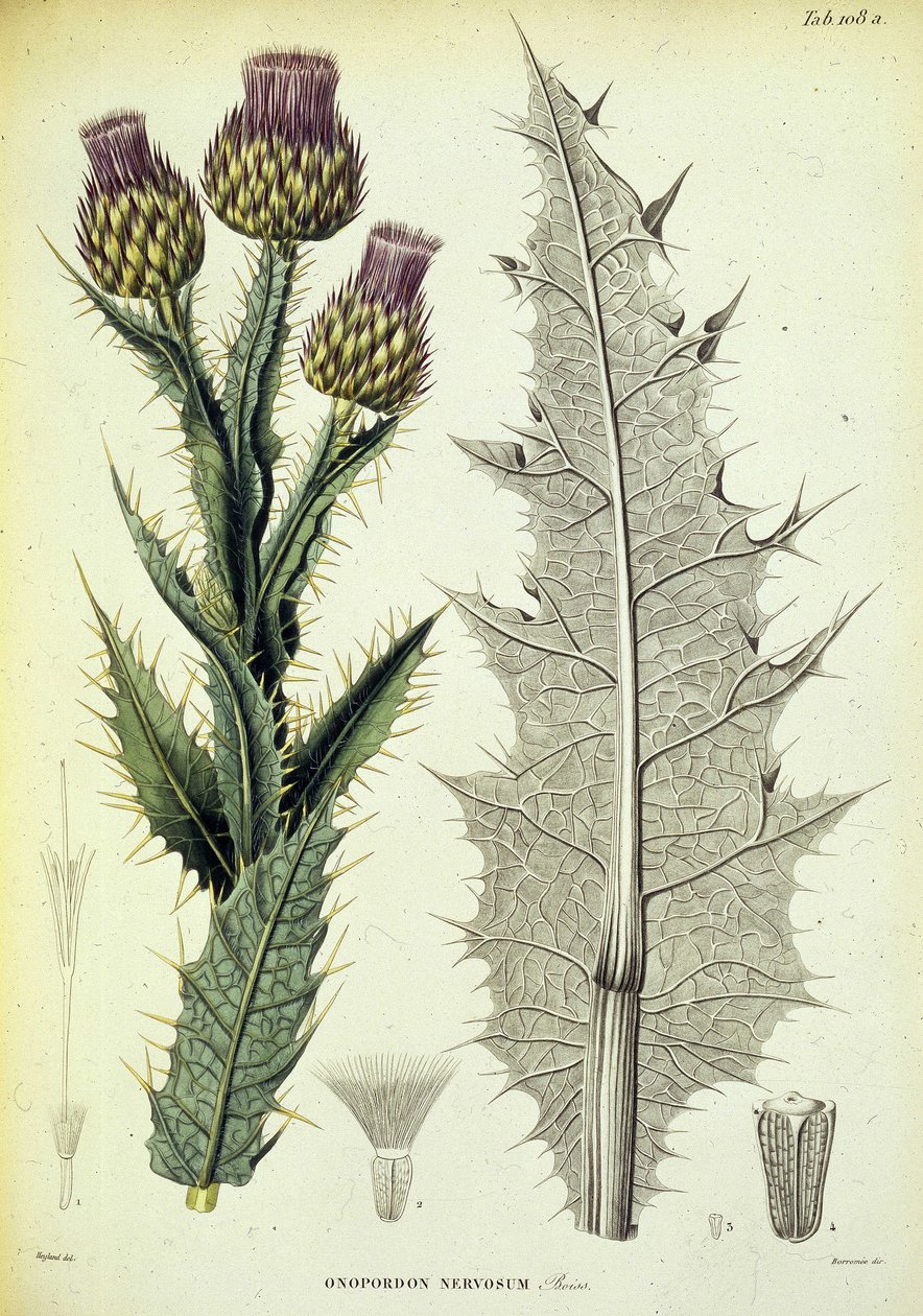 Specimen d